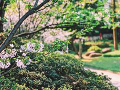 -南山植物园