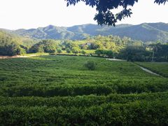 -雁南飞茶田景区