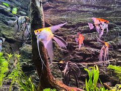 -上海海洋水族馆