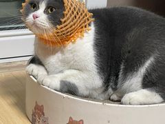 -秦宝雪花牛肉养生火锅(大兴九臻店)