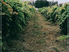 -安德鲁户外烧烤帐篷营地(马泉营店)