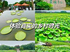 -荷塘月色湿地公园·向阳花洲