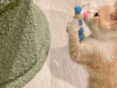 -东方名猫馆·英短金渐层布偶猫舍(环线广场1号楼店)