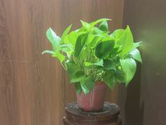 -砂锅居·始于1741(万丰路店)
