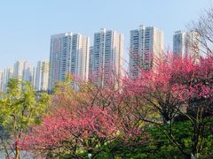 -重庆彩云湖湿地公园