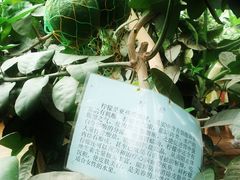 集发观光园 (41)-硕大的柠檬-北戴河集发农业梦想王国