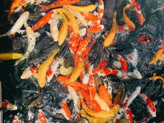 满湖锦鲤-猪肉婆私房菜(容桂总店)