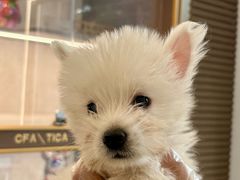 -翊宠yipet猫狗购宠庄园犬舍•猫舍