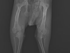 -安安宠医·安宠宠物医院