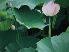 -梁鸿国家湿地公园