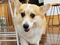 -豆柴町-柴犬主题狗咖(红鼎国际C座店)