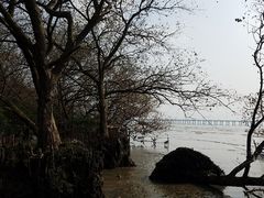 -宝安西湾红树林湿地公园