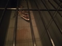 -平行世界·猫咖(首经贸店)