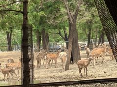 -秦皇岛野生动物园