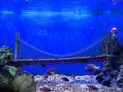 -太平洋海底世界