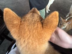 -柴犬高等学院·狗咖·柴犬售卖·宠物训练