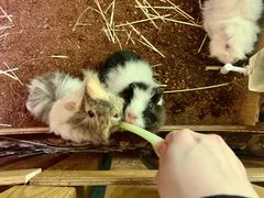 -藦茜花园宠物主题亲子互动体验馆(国顺东路店)