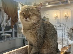 -共舞时光猫咖·狗咖(新街口店)