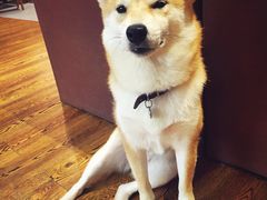 -柴务处·柴犬主题狗咖