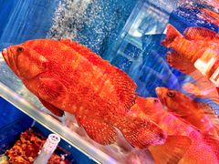 -好彩海鲜火锅饭店(银河百老汇店)