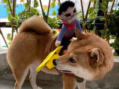 -柴犬高等学院·狗咖·柴犬售卖·宠物训练