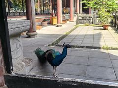 -都江堰普照寺