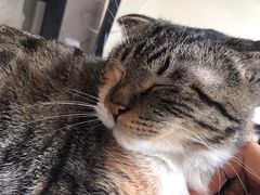 -平行世界·猫咖(首经贸店)