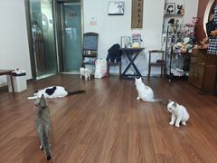 -楼上猫咖(罗湖店)