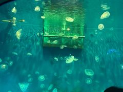 -大连圣亚海洋世界