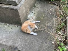 -圣宠动物医院·犬猫专科·影像中心·外科中心