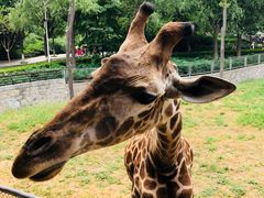 -石家庄市动物园