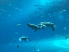 -海棠湾洲际-涛·海底餐厅·美人鱼·自助餐·海底隧道