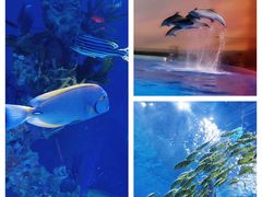 -上海海昌海洋公园