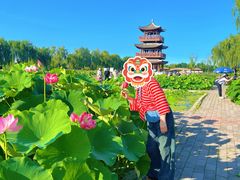 -白洋淀景区