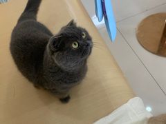 -鼓捣猫呢主题猫咖店