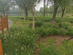 -东郊湿地公园