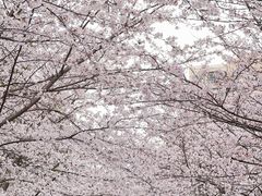 -高东镇樱花园