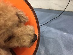 -伟伟宠物医院·CT影像中心·瑞派犬猫综合性门诊(汉口总院)
