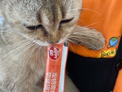 -猫小院猫主题咖啡厅(北锣店)