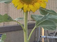 -金瑞轩大酒楼·顺德鱼生·粤菜海鲜(东江国际店)