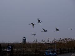 -盐城丹顶鹤湿地生态旅游区