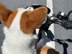 -艾贝尔宠物医院 ·内科全科(梁溪路店)