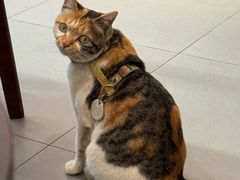 -Again Coffee Roaster(香蜜湖店)