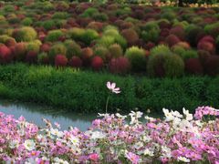 -花开海上生态园