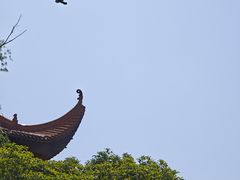 -黄埔油麻山森林公园