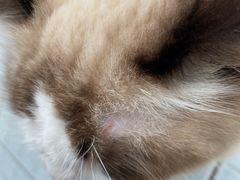 -袖虎猫馆(十亩地店)