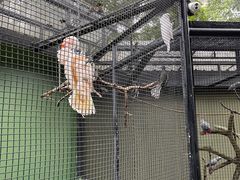 -新加坡飞禽公园