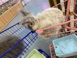 -Moni星球萌宠·小马宝莉·灵蛇·高端高阶全萌宠互动体验俱乐部(红豆国际广场店)