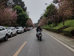 -铁山坪森林公园