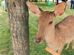 -北京鹿世界主题园